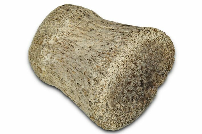 Fossil Hadrosaur (Edmontosaurus) Phalanx - Montana #352296